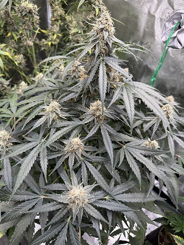 Growreport Bild 32