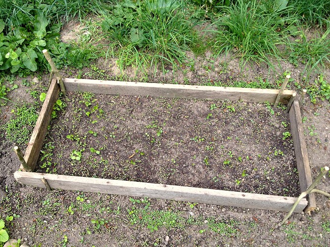 Ein hölzernes Hochbeet im Garten, in dem verschiedene kleine Keimlinge aus einer Wildblumenmischung wachsen.