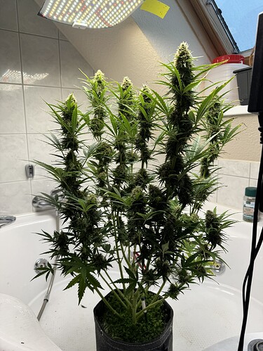 Growreport Bild 9