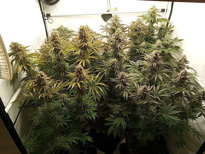 Growreport Bild 1