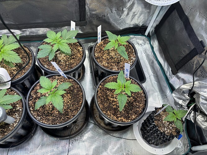 Growreport Bild 2