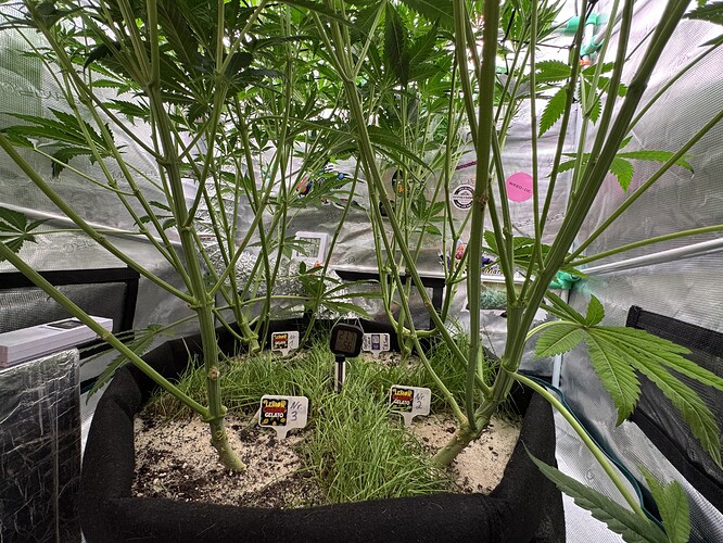 Growreport Bild 33