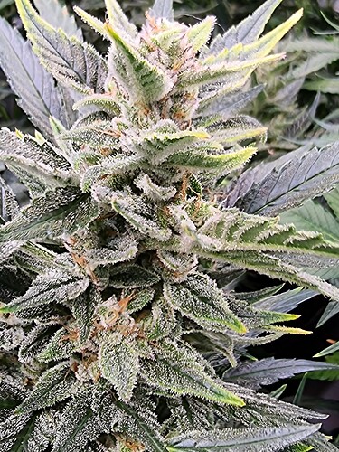 Growreport Bild 9