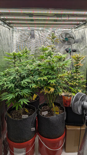 Vier Cannabis-Pflanzen in einem Growzelt, die sich in der Blütephase befinden. Zwei größere Pflanzen stehen vorne, zwei kleinere im Hintergrund. Die Pflanzen haben grüne Blätter und entwickeln bereits Blütenstände. Im Hintergrund sind Lüfter und Grow-Lichter zu sehen.