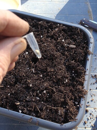 Eine Hand hält ein kleines Plastikröhrchen mit einem Cannabissamen über einen Topf mit frischer Erde.
