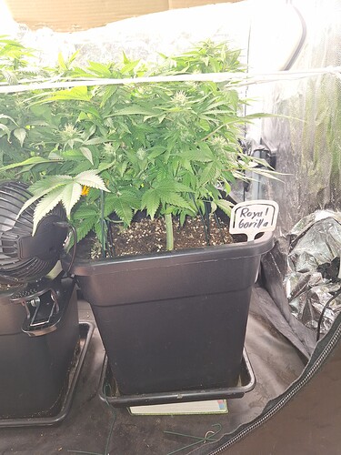 Growreport Bild 26