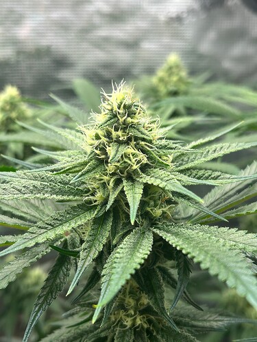 Growreport Bild 17