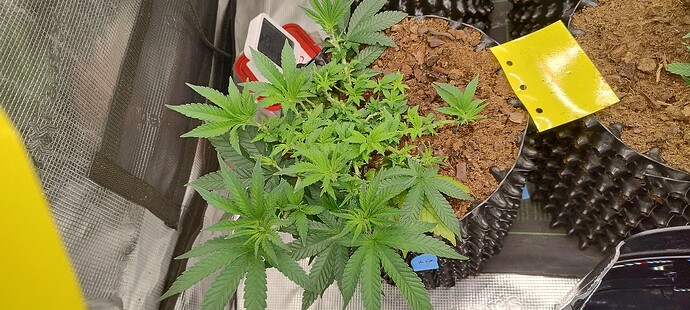 IMG_20251007_094524462_HDR