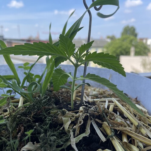 Growreport Bild 19
