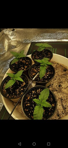 Screenshot_20240426_153251_com.android.gallery3d