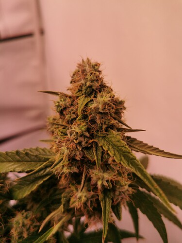 Growreport Bild 6