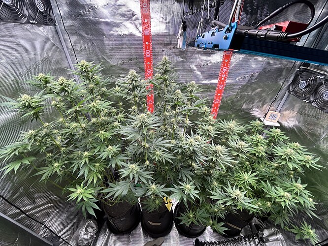 Vier blühende Cannabispflanzen in einem Growzelt mit Spider Farmer Ausrüstung.