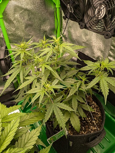 Growreport Bild 29