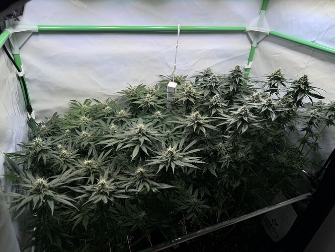 Growreport Bild 13