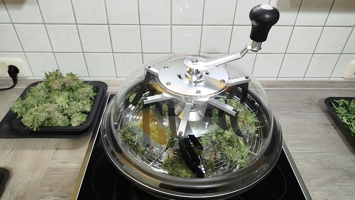 Cannabis-Buds in einer manuellen Erntemaschine (Leaf Trimmer) auf einem Herd, links daneben ein Tablett mit weiteren Buds.
