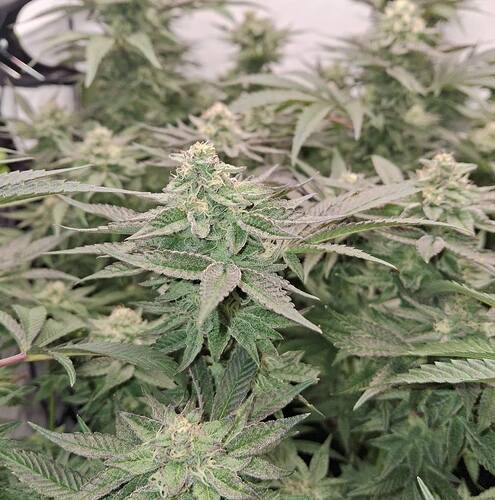 476512396_122167526534293599_3059412172132148274_n