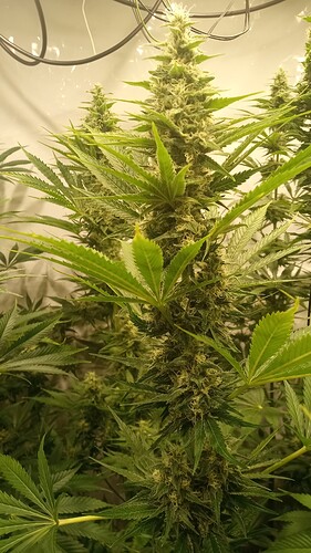 Growreport Bild 5