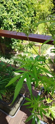 Growreport Bild 4