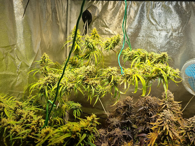 Mehrere Cannabis-Pflanzen in der Blütephase, einige mit gelben Blättern, hängen von Schnüren herab, während andere kleinere, dunklere Buds auf dem Boden stehen.