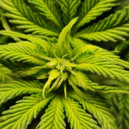 Growreport Bild 17
