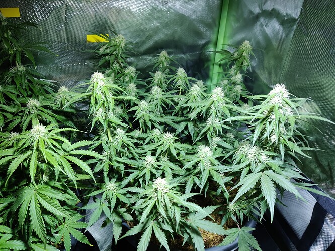 Growreport Bild 4
