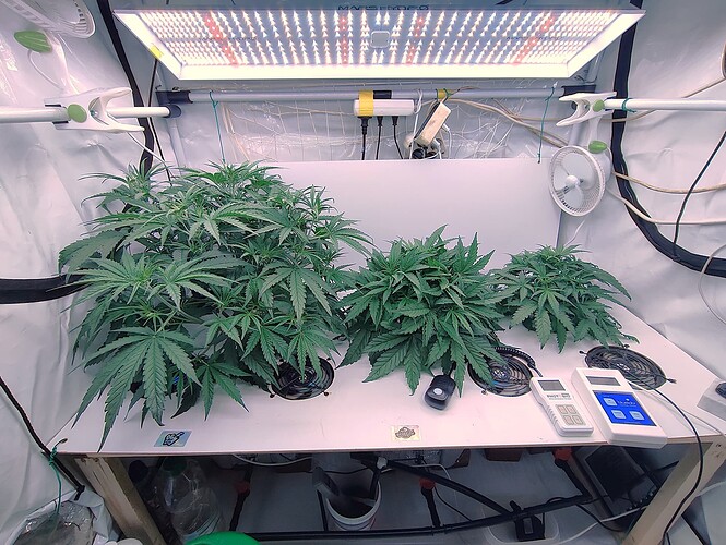 Growreport Bild 3