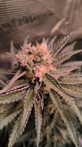 Growreport Bild 23