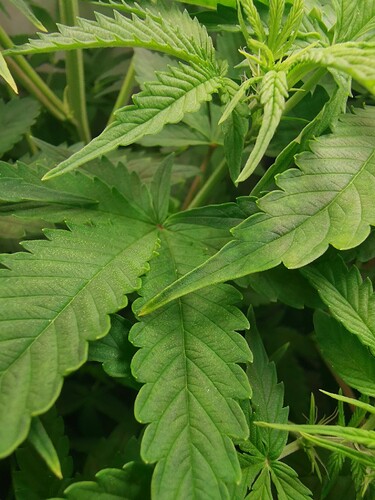 Growreport Bild 4
