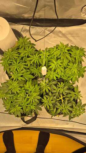 Growreport Bild 2
