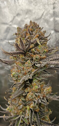 Growreport Bild 24