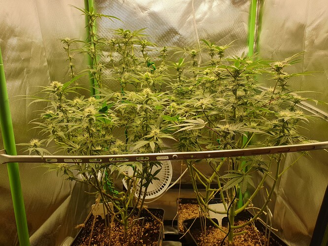 Growreport Bild 3