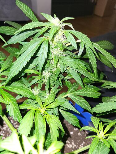 Growreport Bild 15