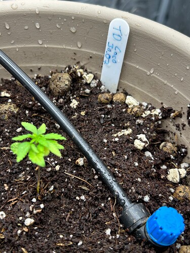 Growreport Bild 5
