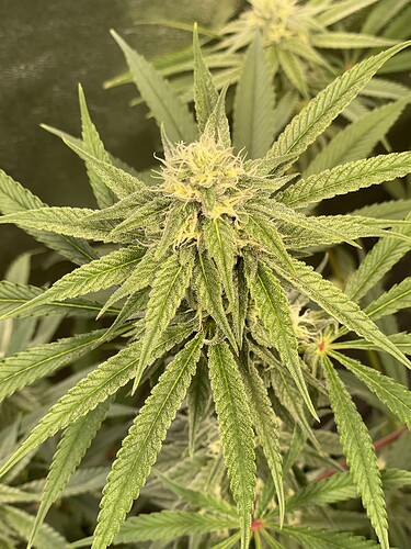 Growreport Bild 9