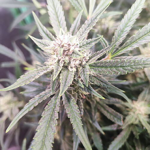 Growreport Bild 3