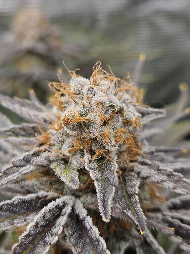Growreport Bild 5
