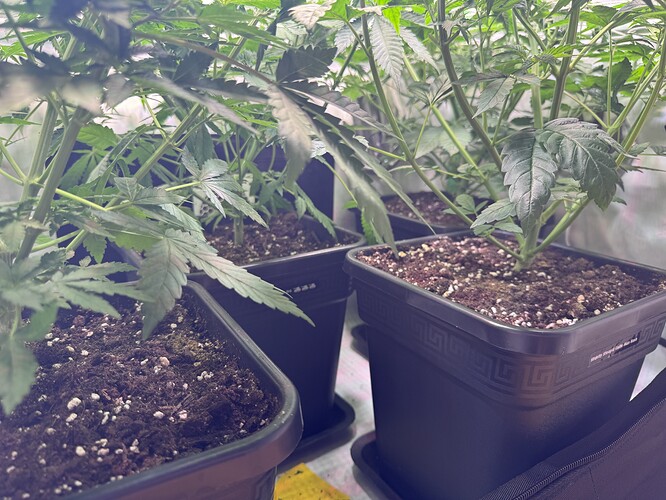 Growreport Bild 7