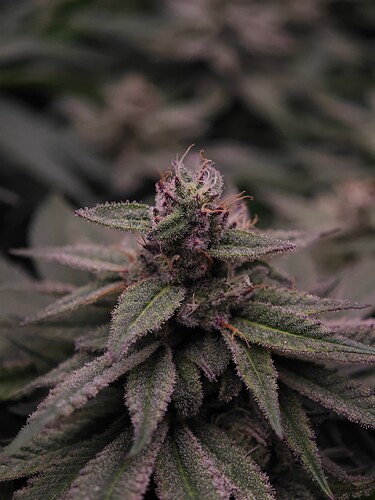 Growreport Bild 23