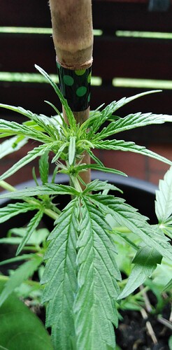 Growreport Bild 8