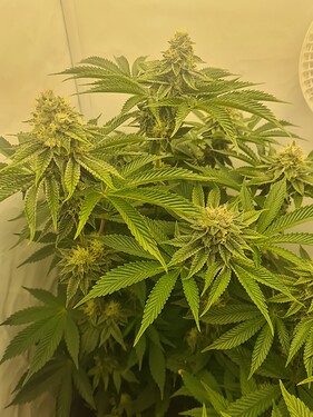 Growreport Bild 4
