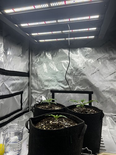 Growreport Bild 4