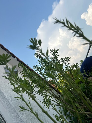 Growreport Bild 28