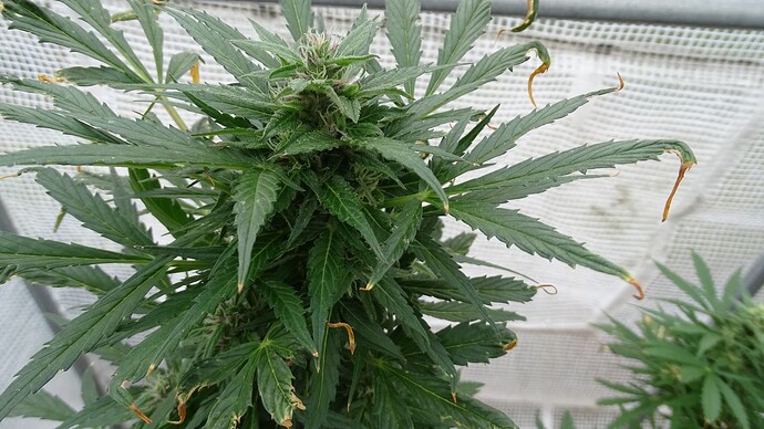 Growreport Bild 13