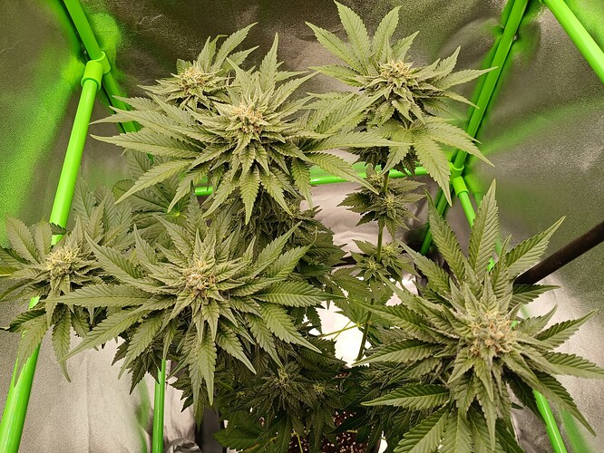 Growreport Bild 9