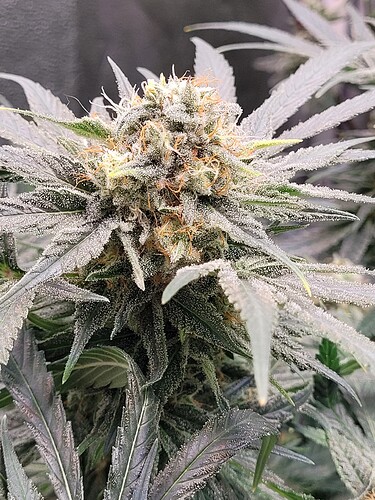 Growreport Bild 22