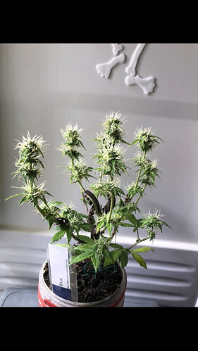 Growreport Bild 59