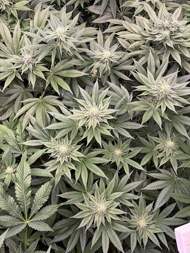 Growreport Bild 26