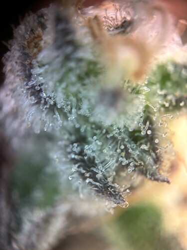 Growreport Bild 8