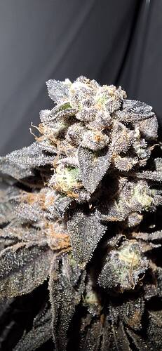 Growreport Bild 21
