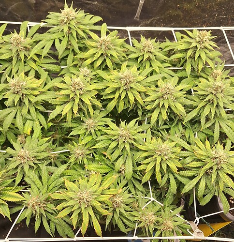 Growreport Bild 2